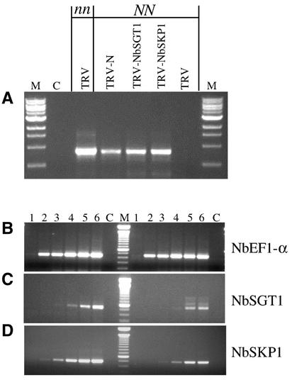 Figure 7.