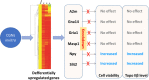 Graphical abstract