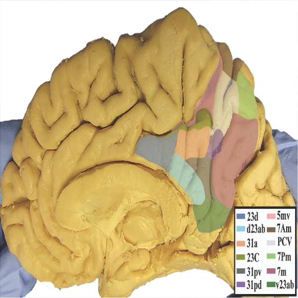 FIGURE 21.