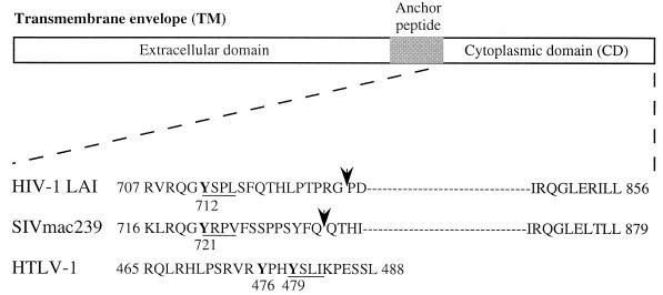 FIG. 1