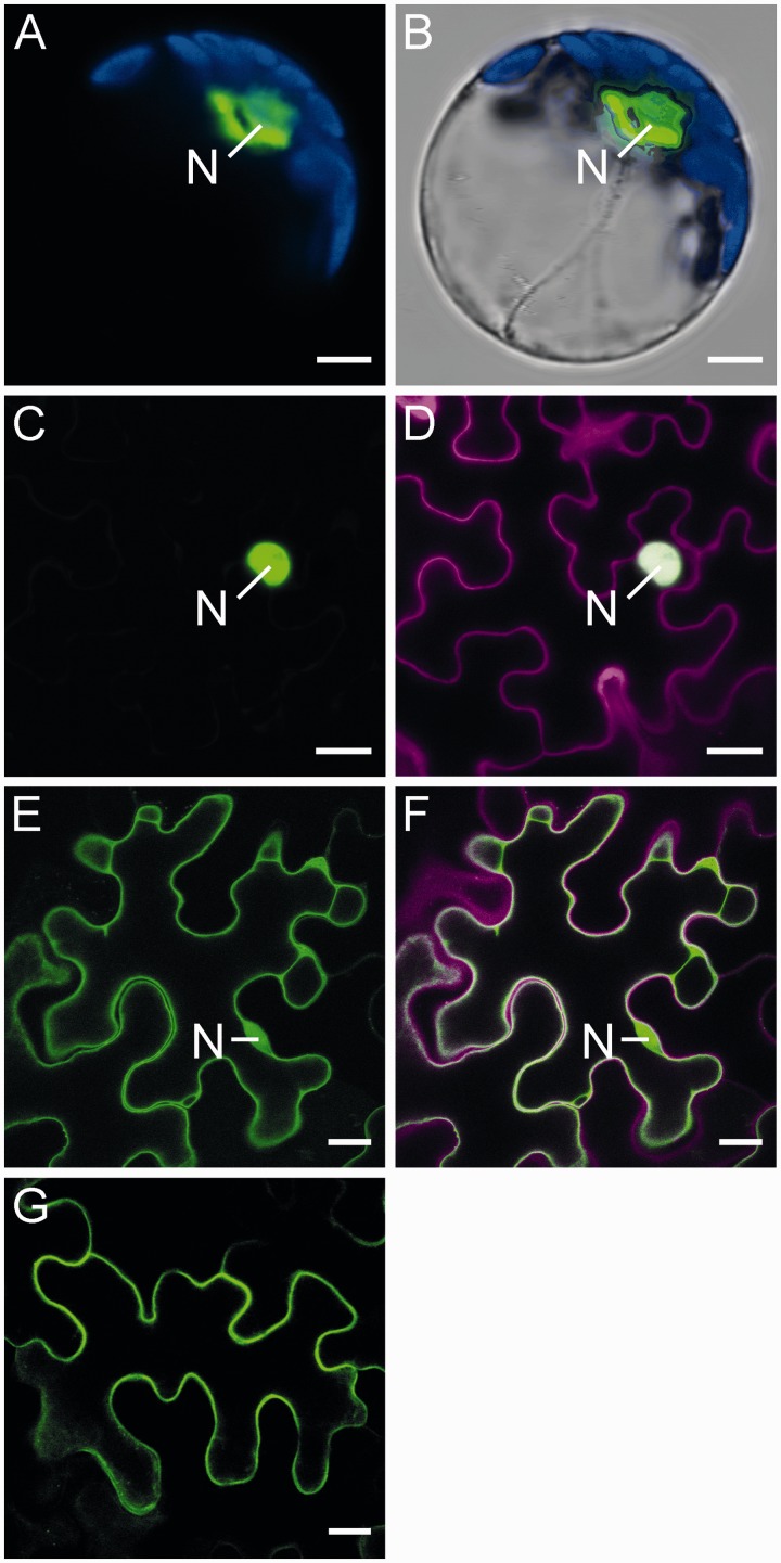 Fig. 8