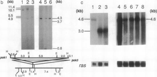 graphic file with name pnas01089-0205-a.jpg