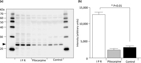 Fig. 6