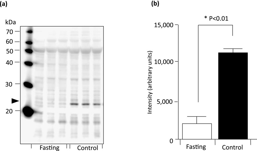 Fig. 9