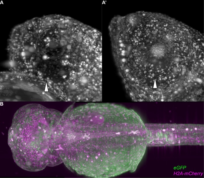 Fig 6