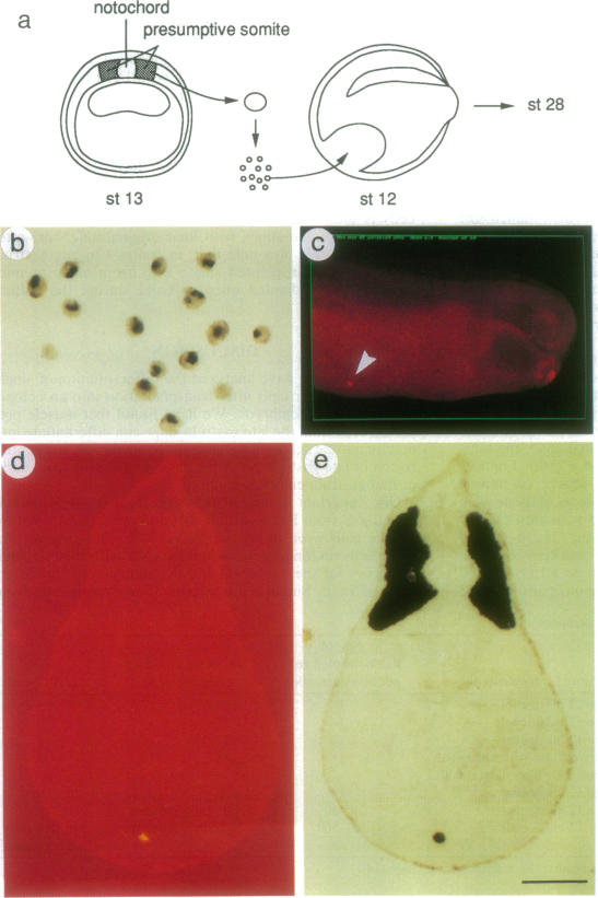 graphic file with name pnas01102-0182-a.jpg