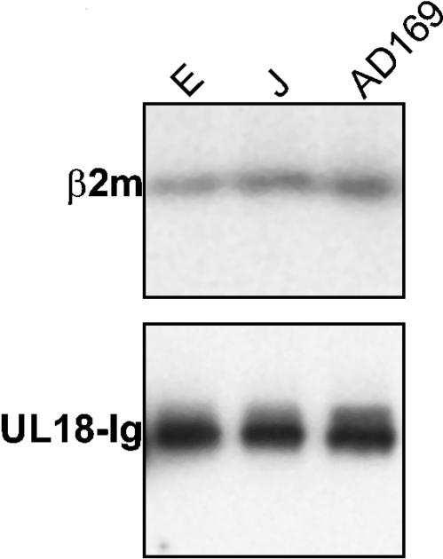 FIG. 5.