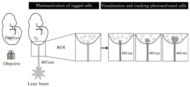 Figure 18.4