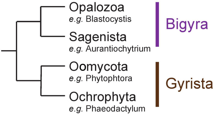 FIGURE 1