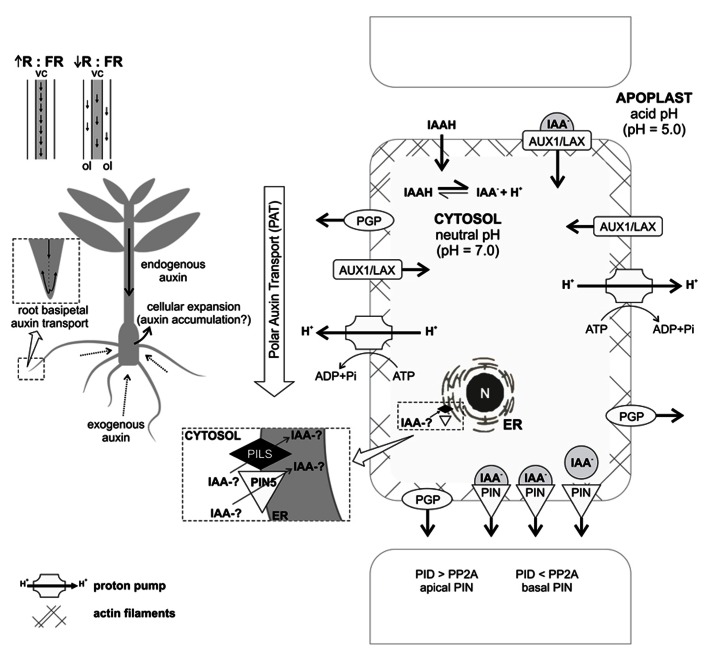 FIGURE 2