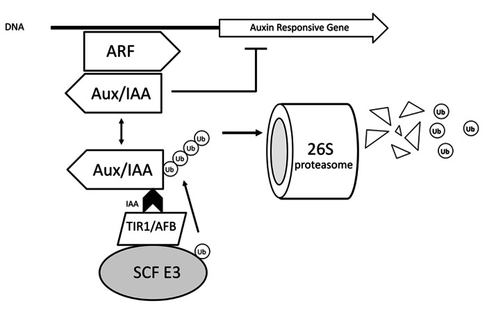 FIGURE 3