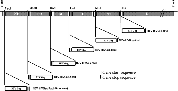 FIG. 1.