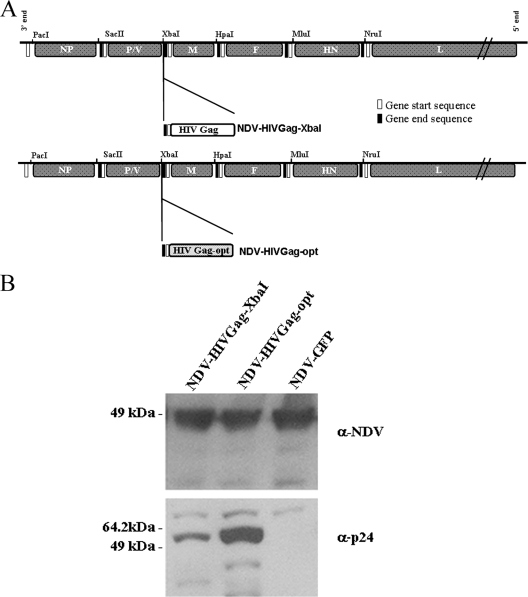 FIG. 6.