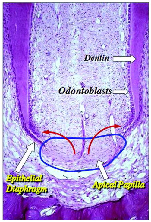 Fig. 7