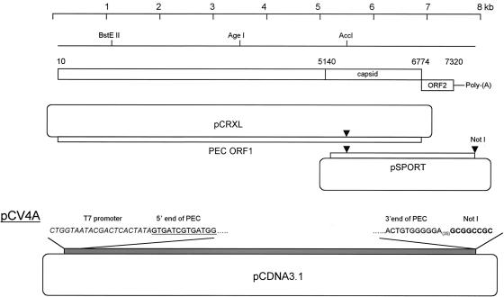 FIG. 1.