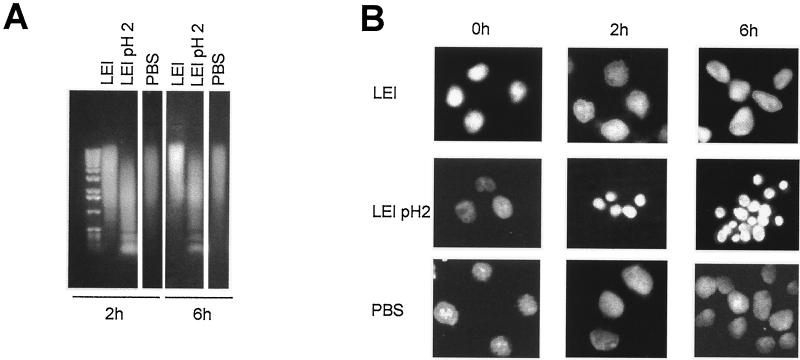 FIG. 6