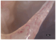 Figure 24
