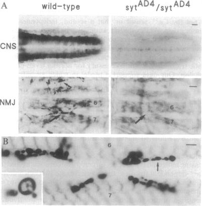 graphic file with name pnas01144-0495-a.jpg