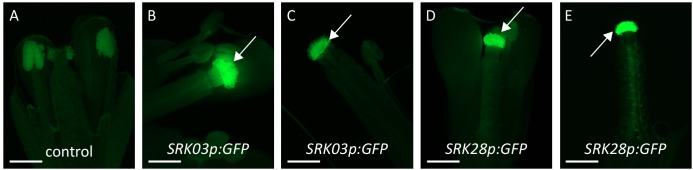 Figure 2—figure supplement 1.