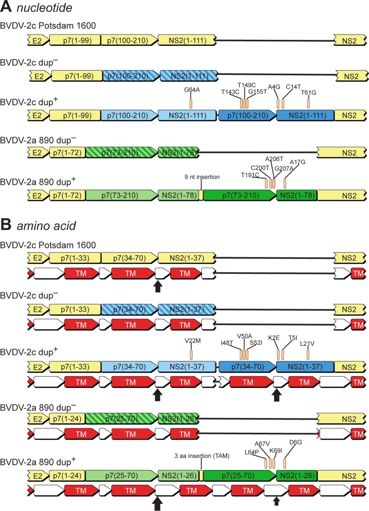 FIG 2