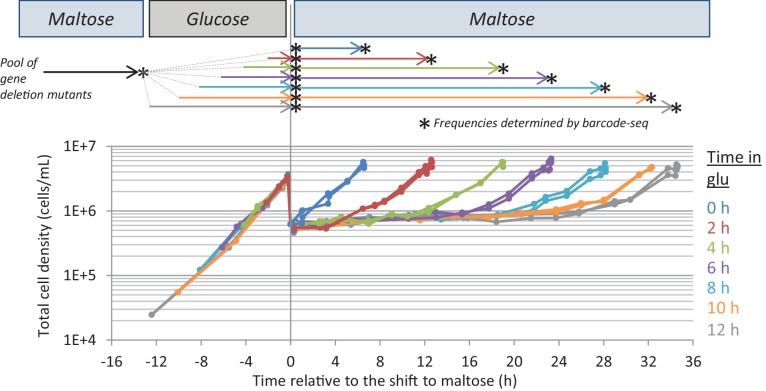 Figure 4—figure supplement 1.