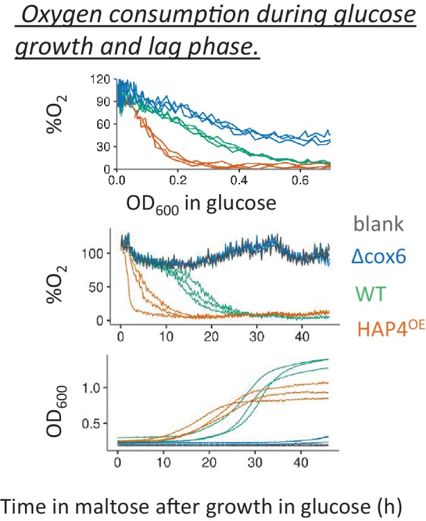 Figure 6—figure supplement 3.