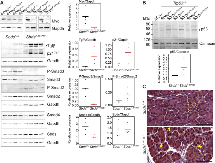 Fig 4