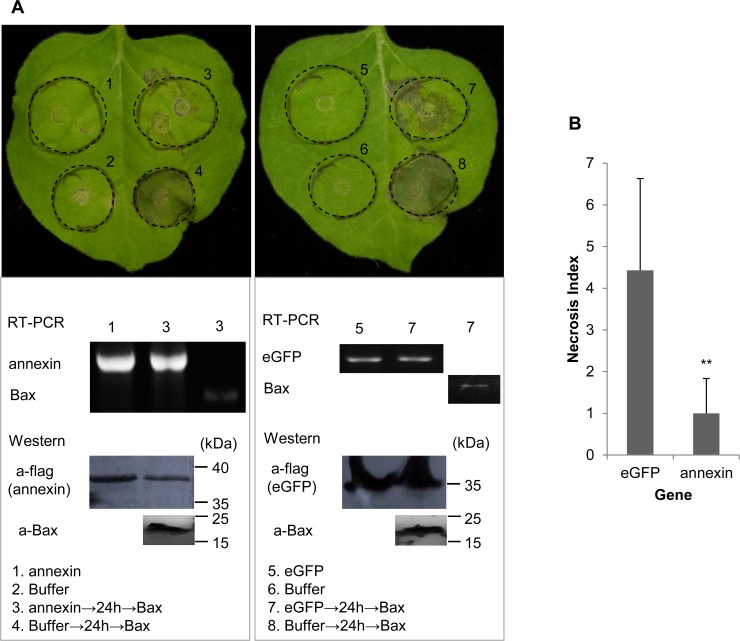 Fig 5