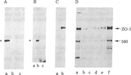 graphic file with name pnas01058-0505-a.jpg