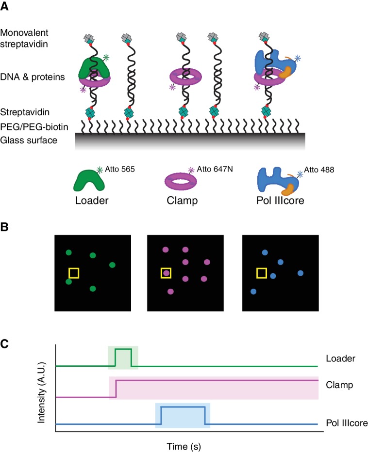 Figure 1.