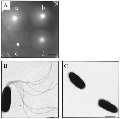 FIG. 4.