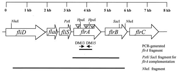 FIG. 1.