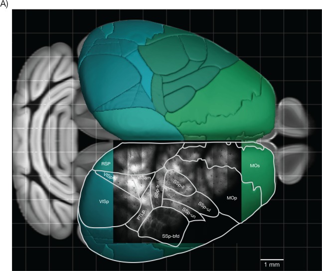 Figure 7—figure supplement 1.