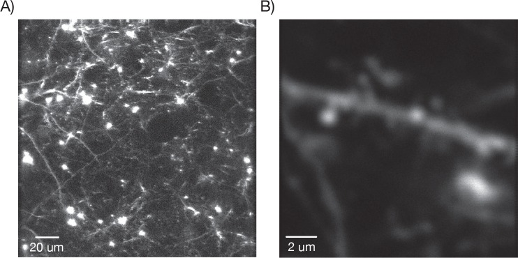 Figure 7—figure supplement 3.