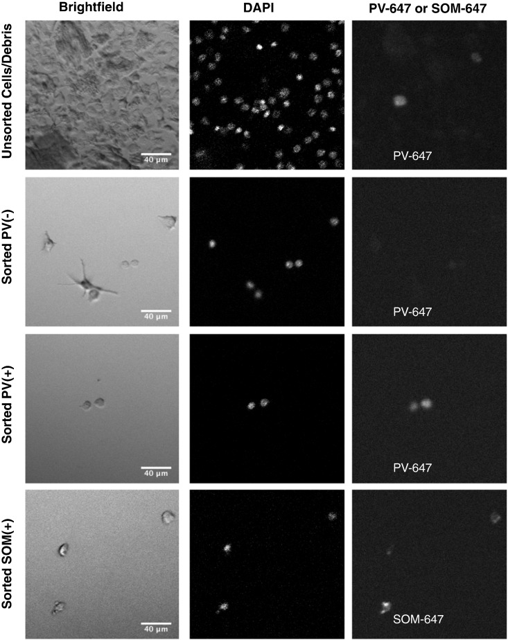 Fig. 10