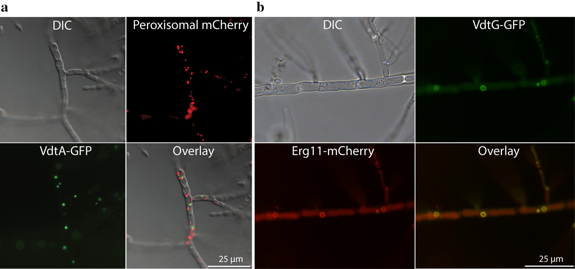 Fig. 4