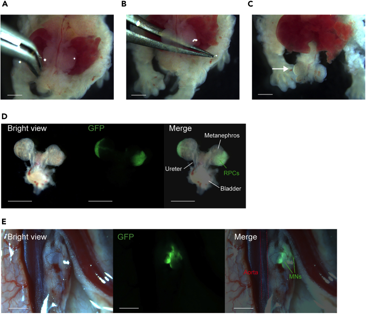 Figure 6