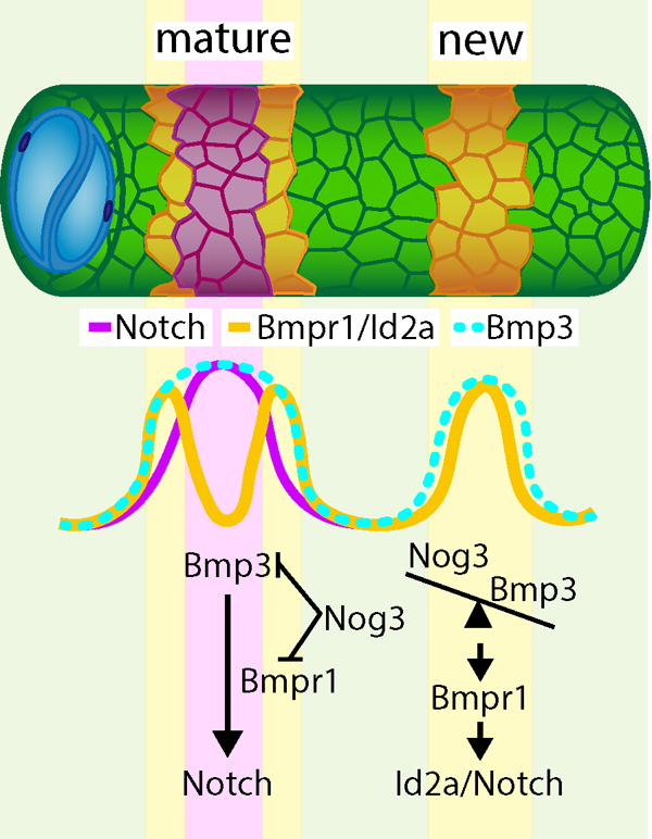 graphic file with name nihms-2019408-f0001.jpg