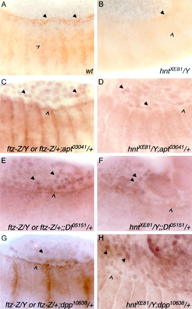 Figure 5.—