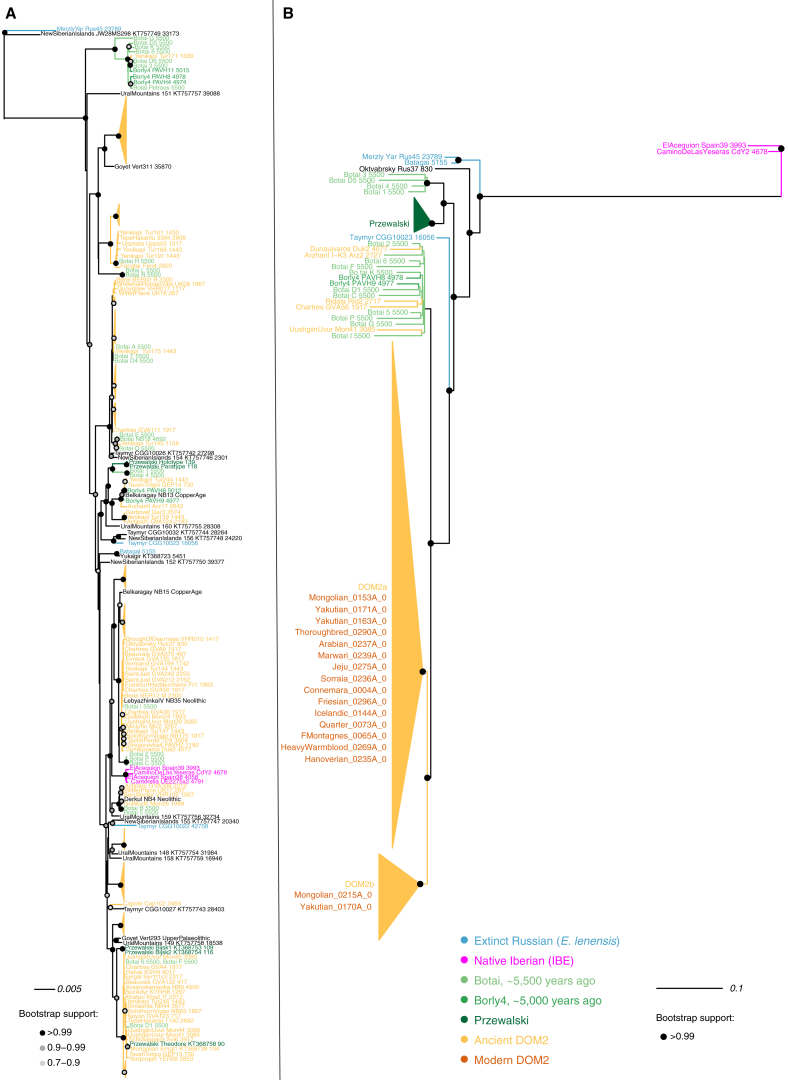 Tracking Five Millennia of Horse Management with Extensive Ancient ...