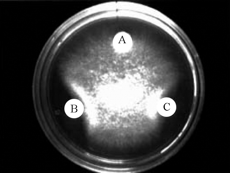 Fig. 5
