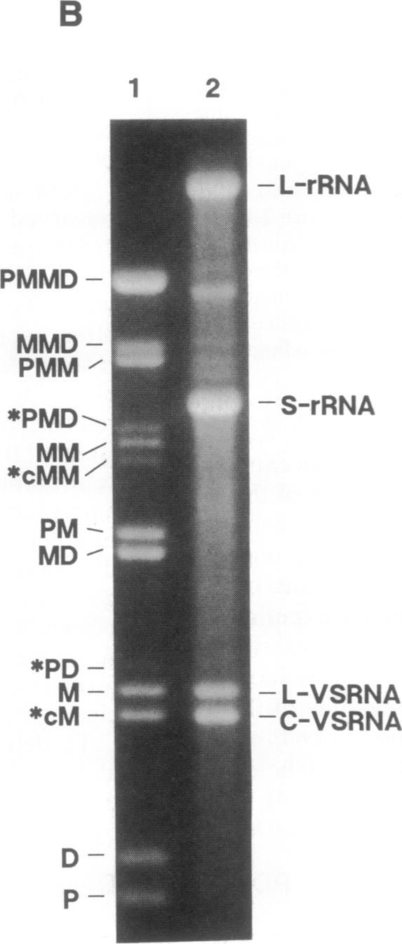 graphic file with name pnas01069-0556-a.jpg