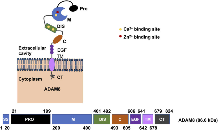 FIGURE 3