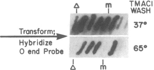 graphic file with name pnas00339-0375-a.jpg