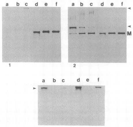 graphic file with name pnas01090-0220-a.jpg