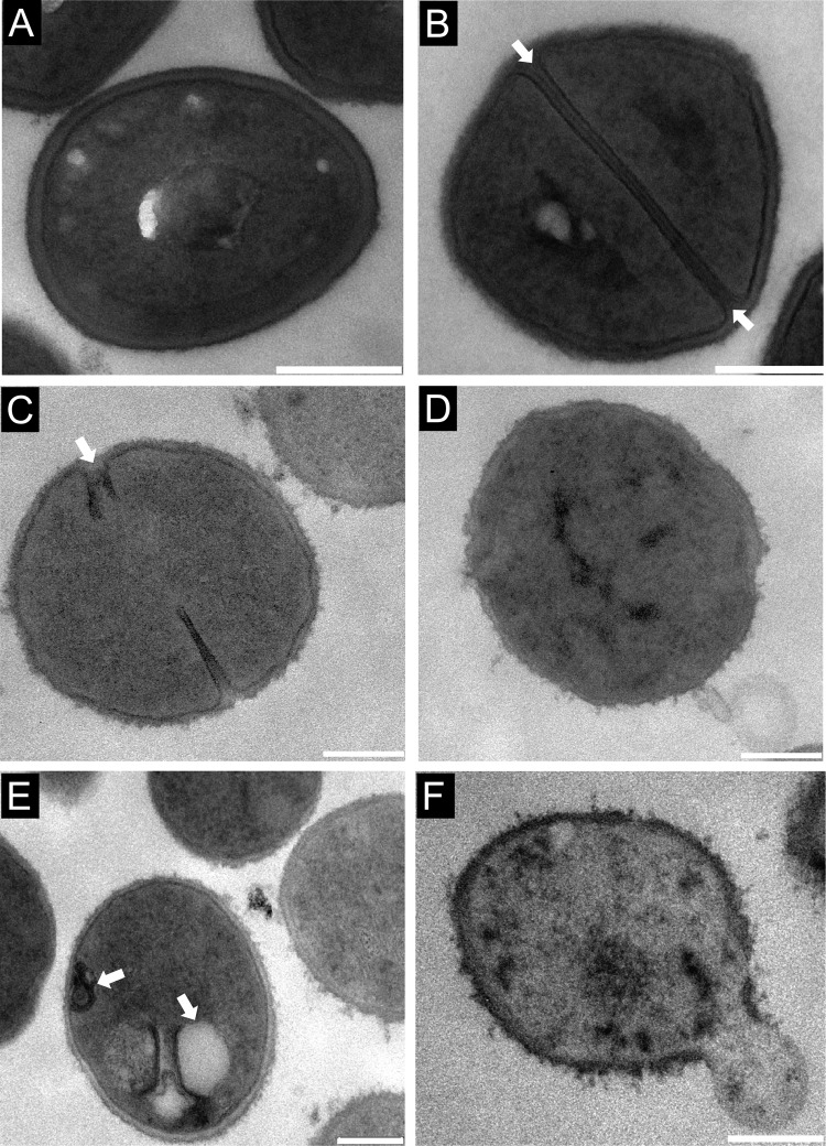 FIG 5