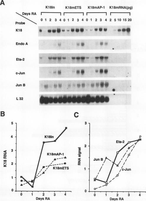 graphic file with name molcellb00012-0079-b.jpg