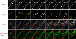 Figure 6—figure supplement 4.