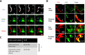 Figure 6—figure supplement 2.