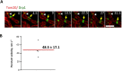 Figure 5—figure supplement 1.